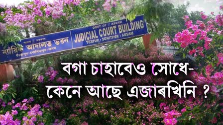 Crape myrtle at Tezpur Judicial Court