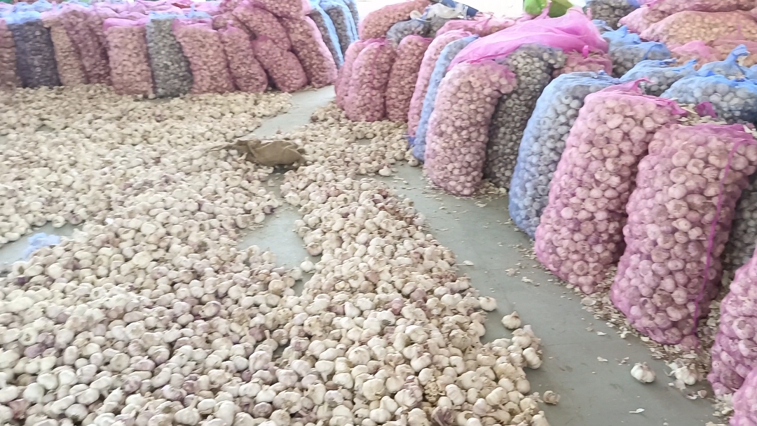 Himachal Garlic Demand