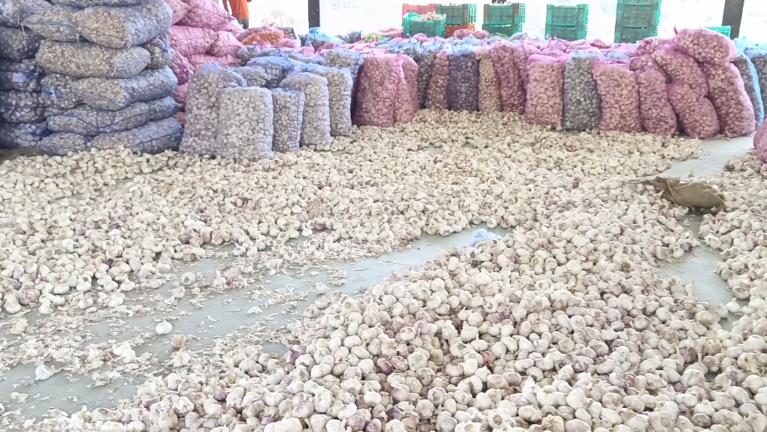 Himachal Garlic Demand