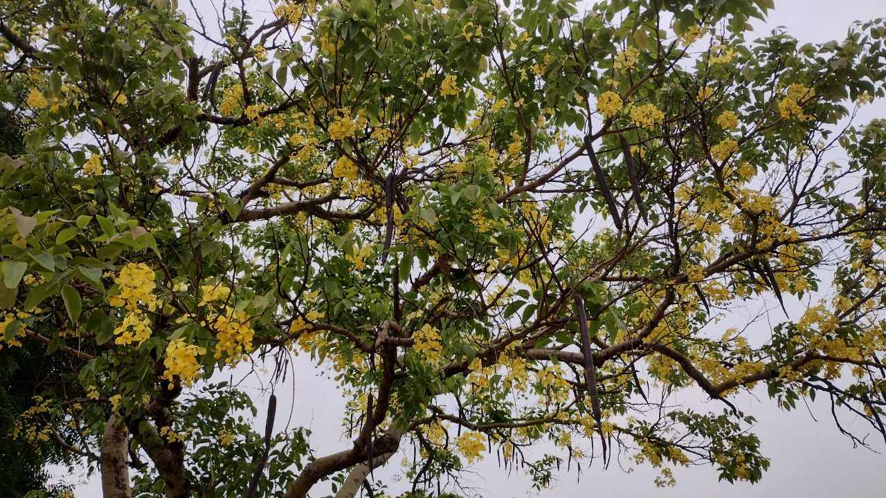 Amaltas Flower Good For Bile