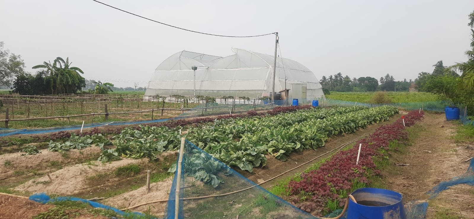 green chillies production