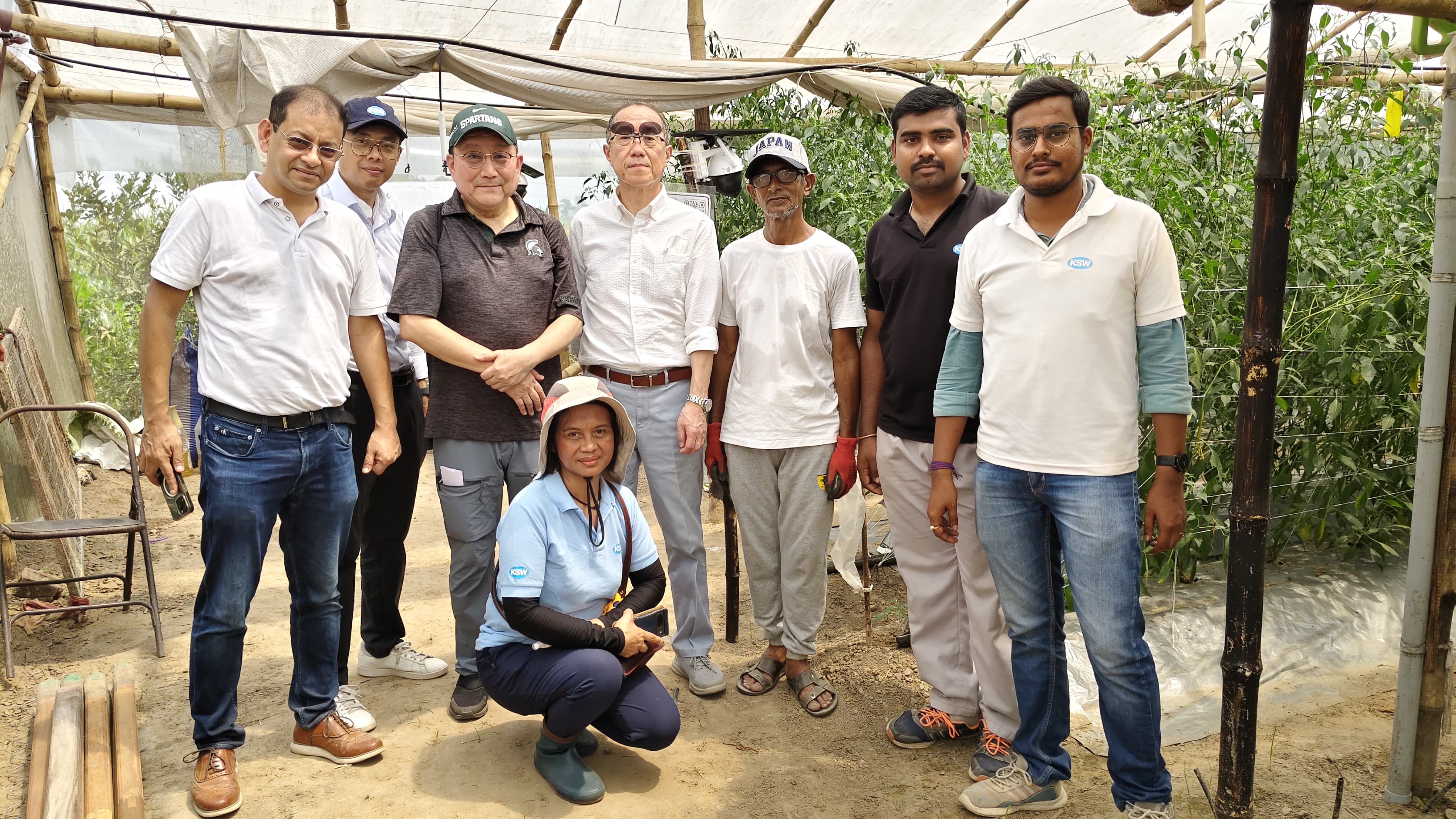 green chillies production