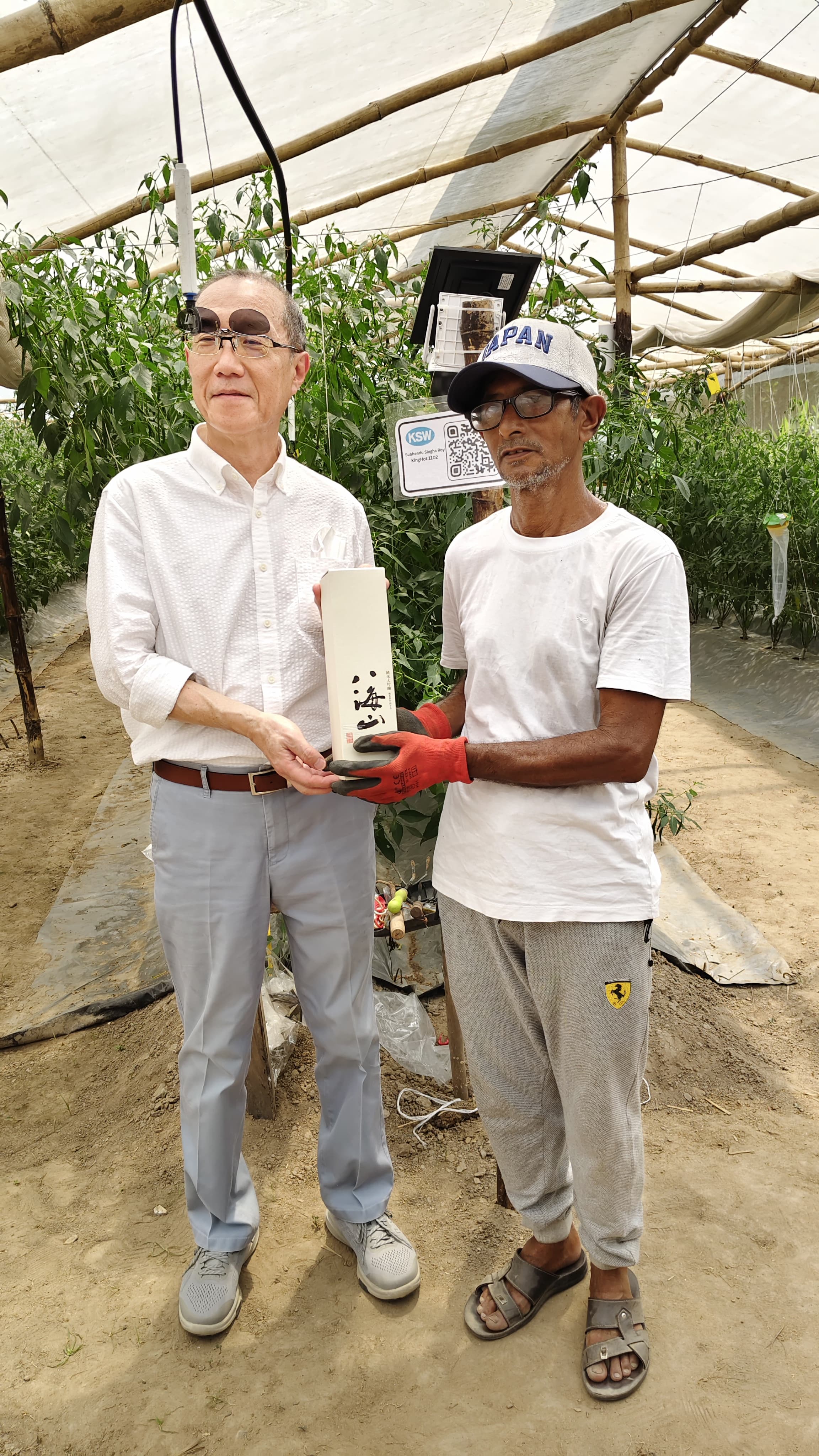 green chillies production