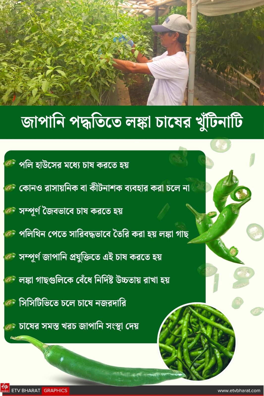 GREEN CHILLIES HUB