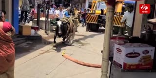 COW RESCUED IN PUNE