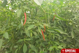 green chillies production