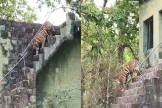 BANDHAVGARH TIGER RESERVE VIDEO
