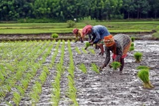 ICAR-IARI To Engage 600 Farmers Daily In Nationwide Tech Outreach Drive