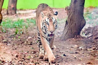 प्रतीकात्मक तस्वीर