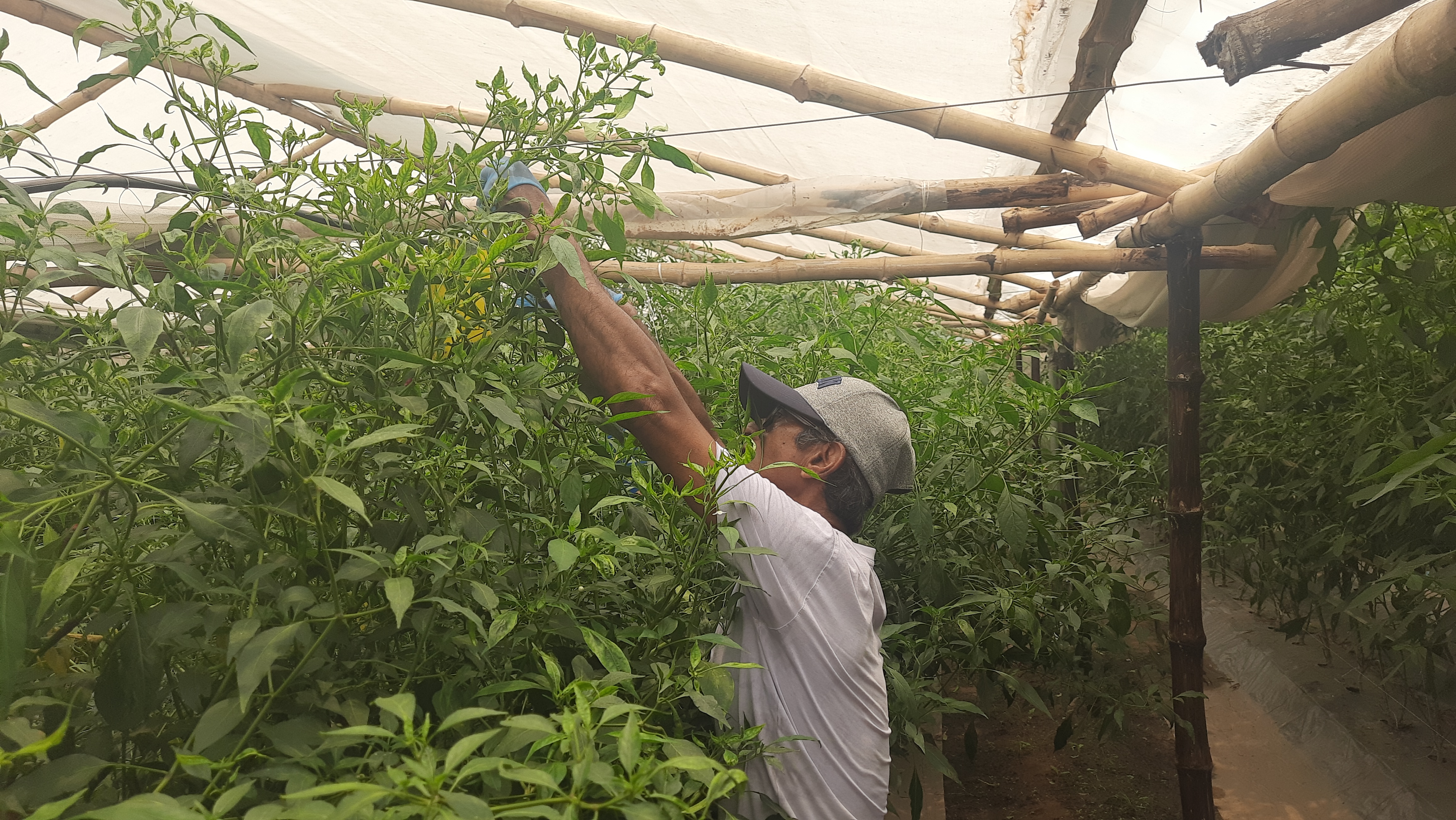 green chillies production