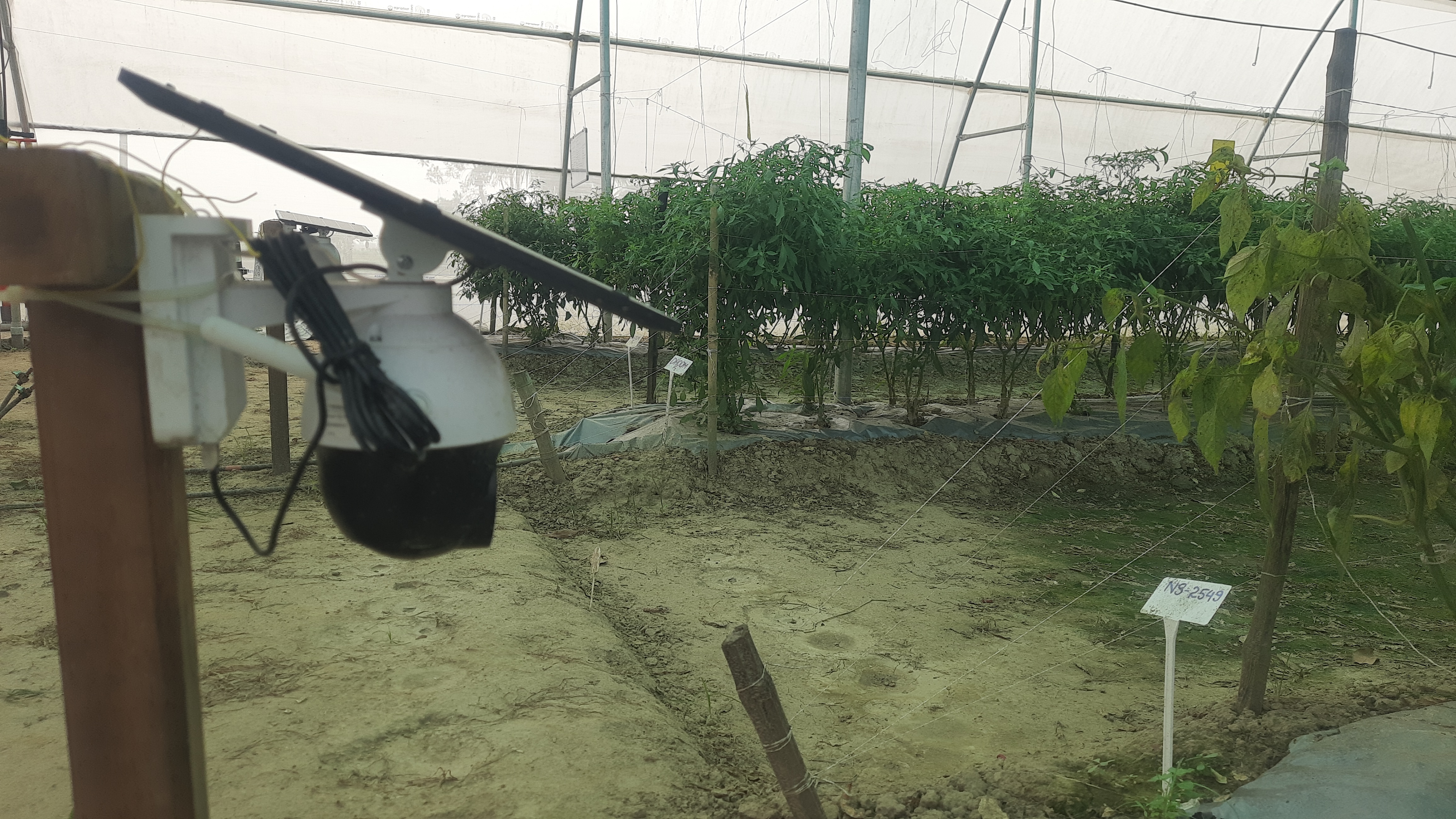 green chillies production