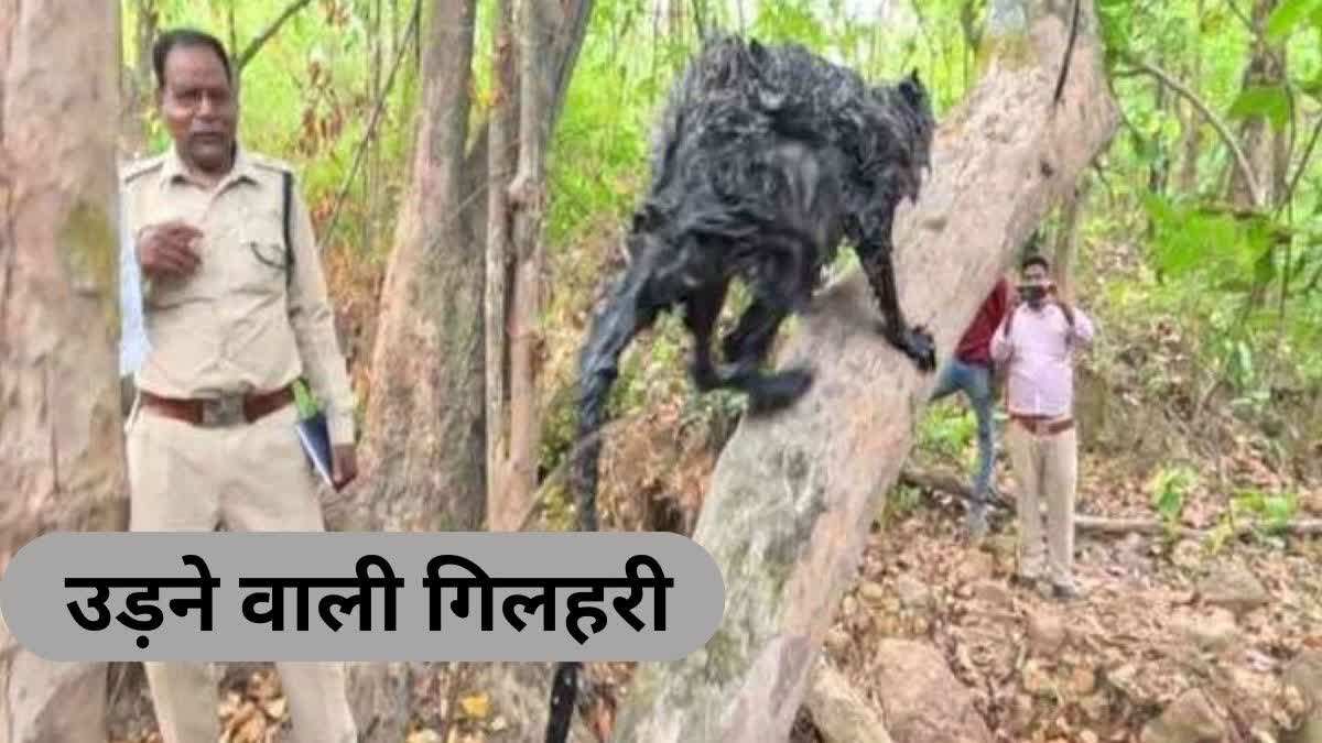 दुर्लभ उड़ने वाली गिलहरी