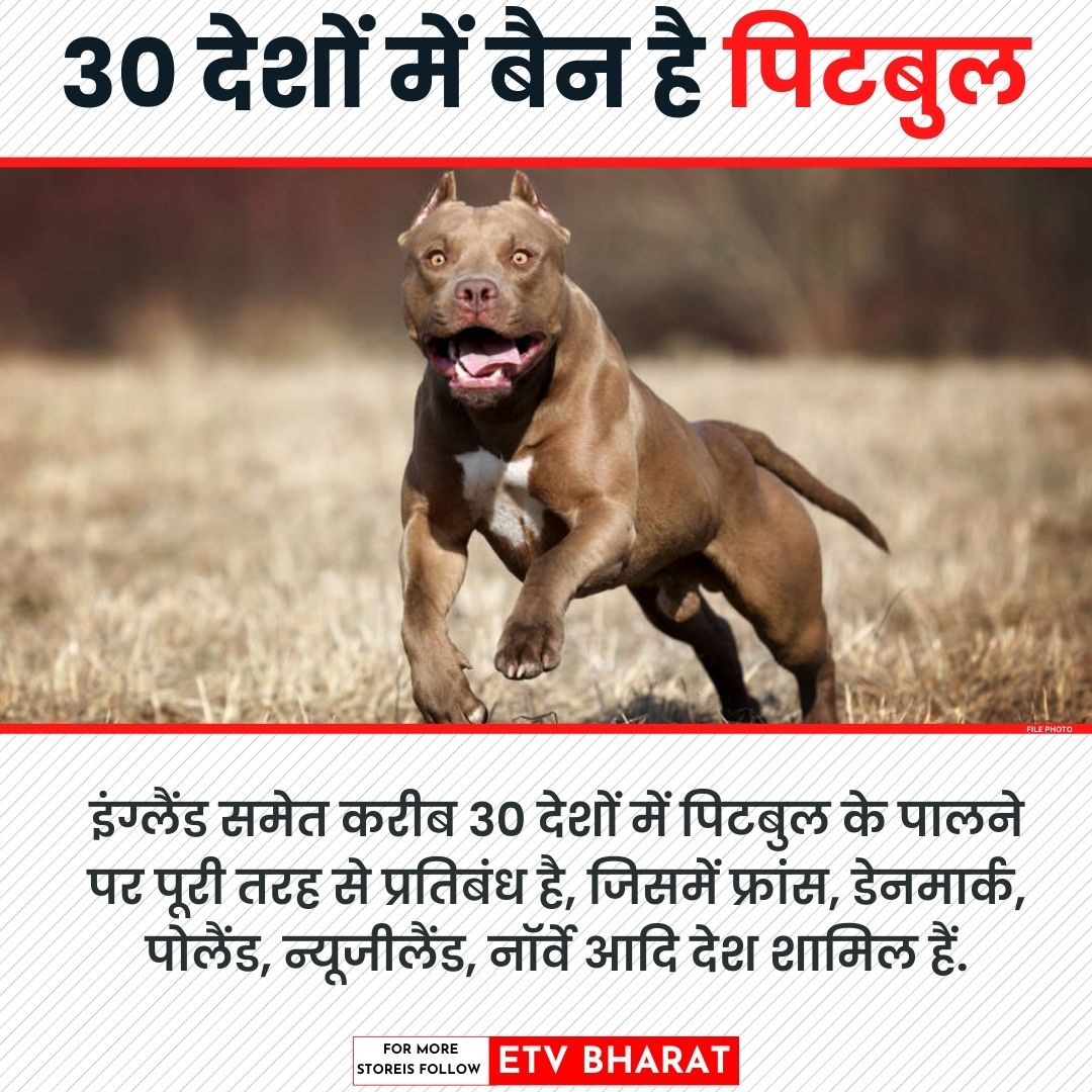 इन देशों में पिटबुल पर है बैन