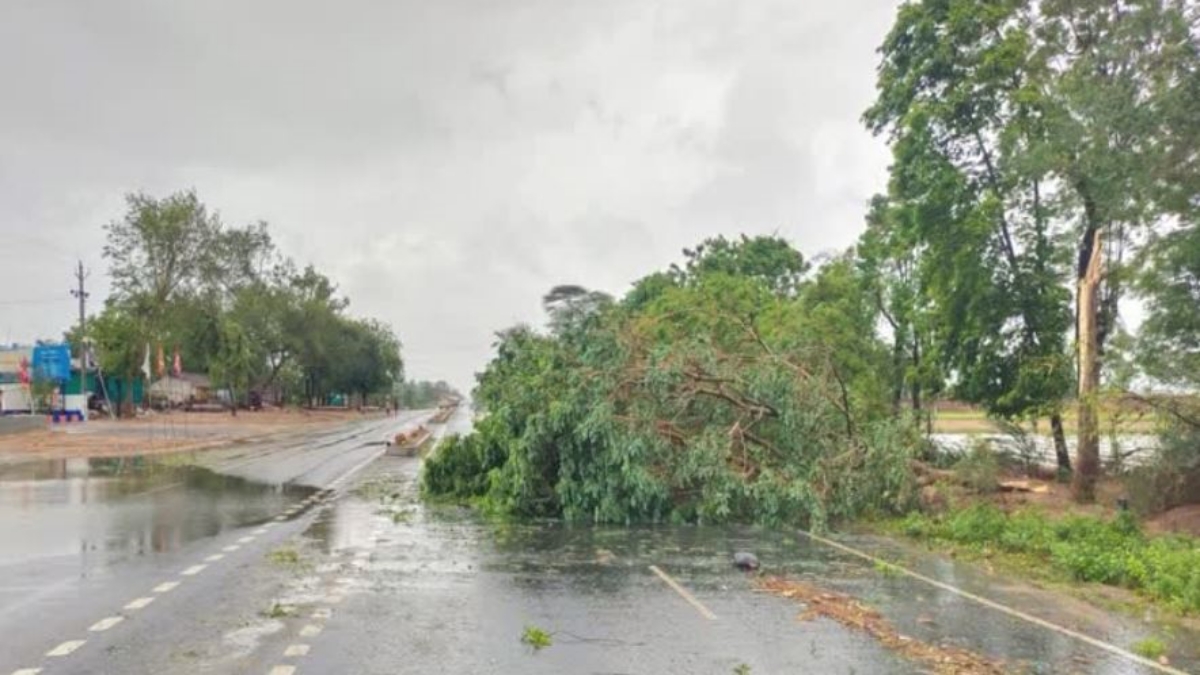 Trees fell at many places due to biperjoy