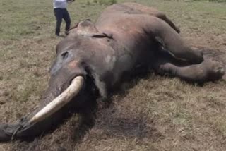 elephant dead body found