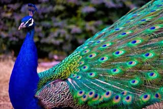 national bird peacock death in mirzapur