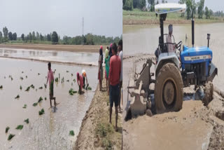Action of the Agriculture Department on the farmers who are sowing paddy early in Hoshiarpur