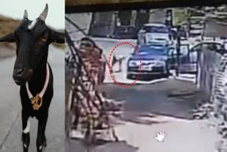 Goat Stolen Luxury Car