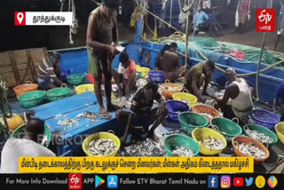 in thoothukudi Boat fishermen went to sea after the fishing ban Glad you got a more fishe and good price for the fish