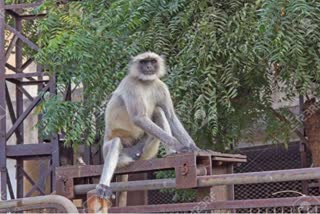 Ahmedabad News : અમદાવાદના સરસપુરના સ્થાનિકો વાંદરાના આતંકથી પરેશાન, હાઇકોર્ટમાં પિટિશન ફાઇલ કરી