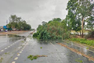 Gujarat Cyclone Impact : બનાસકાંઠામાં અનેક વૃક્ષો ધરાશાયી અનેક વિસ્તારોમાં જળબંબાકાર જેવી સ્થિતિ