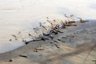 Baby alligators being released into Gandak river in Bihar
