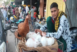 rabbits are being sold openly in narsinghpur