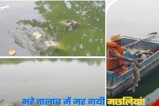 Many Fish found dead in Jayanti Sarovar of Jubilee Park in Jamshedpur