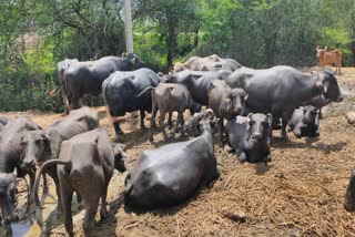 Animal Pregnancy : ગુજરાતના પશુપાલકો માટે સારા સમાચાર, ગાય-ભેંસની ગર્ભાવસ્થા માટે સરકાર આપશે સહાય