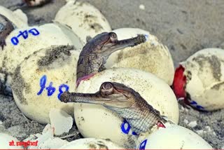 125-gharial-babies-safely-released-into-gandak-river-in-bihar-bagaha