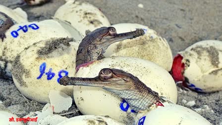 gharial babies safely released into Gandak river