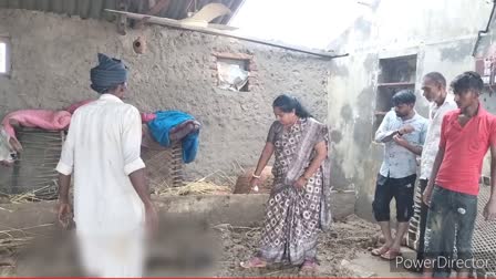 10-cows-died-in-nadabet-cow-shed-after-heavy-wind-and-rain-fell