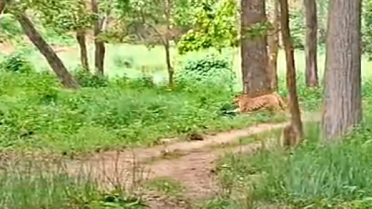 Valmiki Tiger Reserve in Bagaha