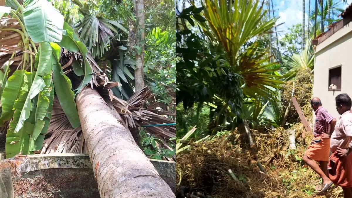 PALM TREE FELL ON OLD WOMEN  OLD WOMEN DIED IN KOZHIKODE  പന ദേഹത്ത് വീണ് വൃദ്ധ മരിച്ചു  PALM TREE FELL IN KOZHIKODE