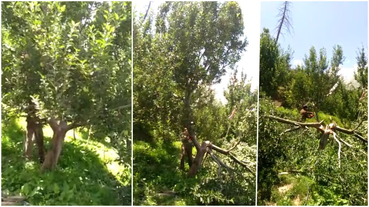 ILLEGAL APPLE ORCHARDS IN SHIMLA