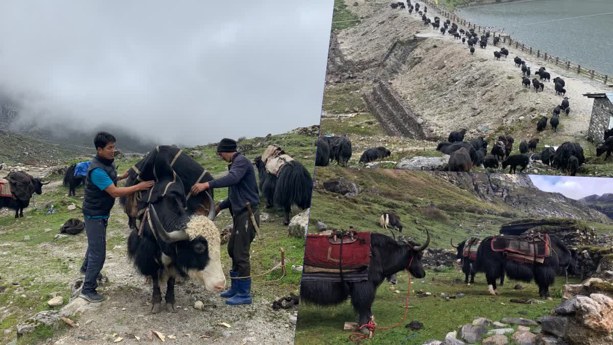 Yaks move from the mountainous areas of Tawang