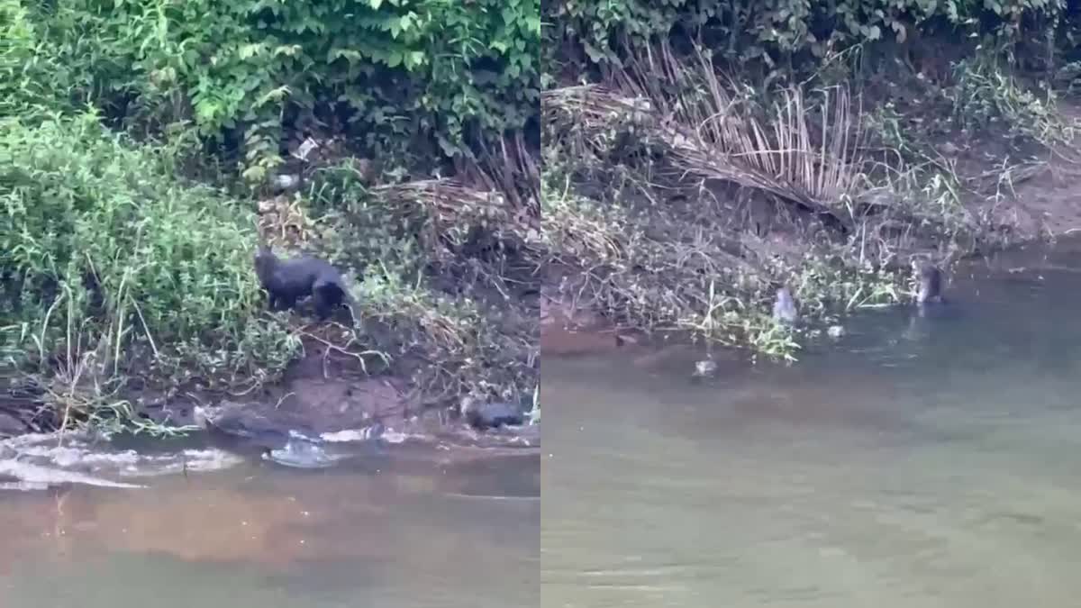 OTTER FOUND IN MANALI RIVER  OTTER FOUND IN THRISSUR  തൃശൂർ മണലി പുഴയിൽ നീർനായക്കൂട്ടം  നീർനായക്കൂട്ടം