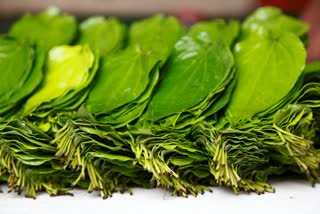 Betel Leaf for Health News