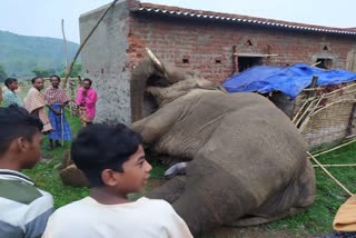 Sambalpur Elephant Death