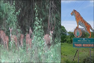 வனப்பகுதியில் உலா வரும் மான்கள்