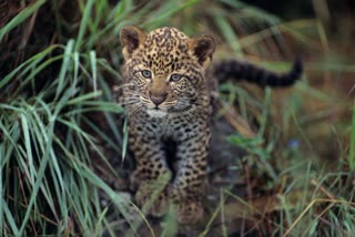 SHIVPURI CUB IN NTPC COLLEGE CAMPUS