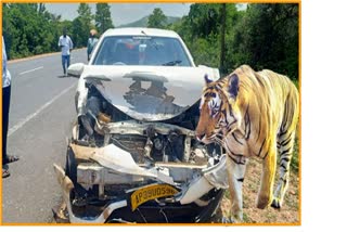 A tiger attacked a car in Nellore