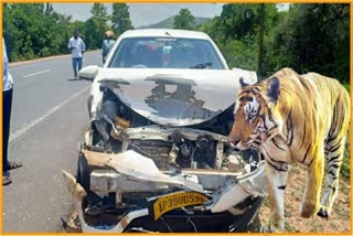 A tiger hit a car