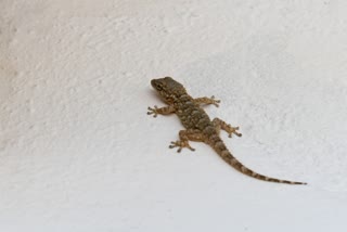 Ways to Get Rid of Lizards