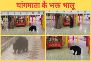 Bear special connection Chang Devi Temple