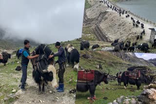 Yaks move from the mountainous areas of Tawang