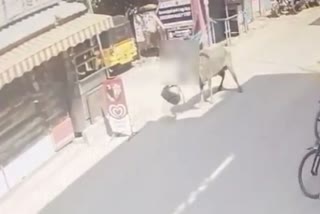 Buffalo attacked a woman