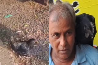 Different Hen Video Viral in Jagtial