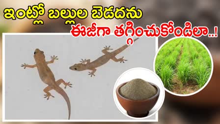 ways to Eliminate Lizards