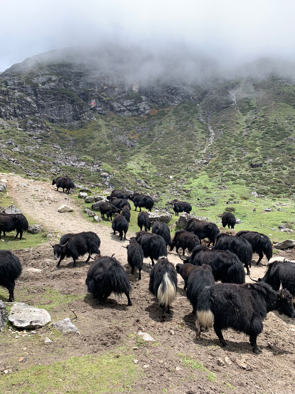 Yaks move from the mountainous areas of Tawang